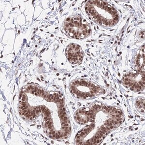Merck Anti-KIAA1191 antibody produced in rabbit