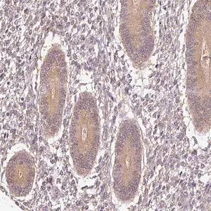 Merck Anti-ADH5 antibody produced in rabbit