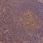 Merck Anti-TRIM26 antibody produced in rabbit