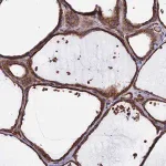 Merck Anti-DNAJC3 antibody produced in rabbit