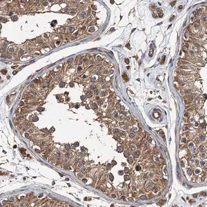 Merck Anti-BORCS5 antibody produced in rabbit