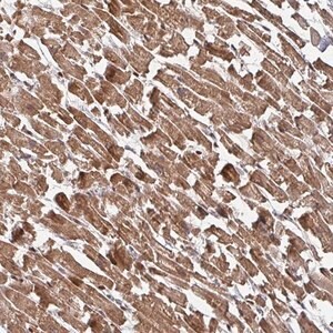 Merck Anti-KIF1C antibody produced in rabbit