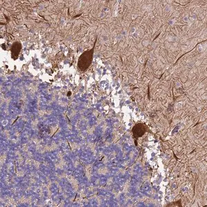 Merck Anti-SLC24A3 antibody produced in rabbit
