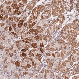 Merck Anti-MRPS31 antibody produced in rabbit