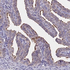 Merck Anti-CCDC189 antibody produced in rabbit
