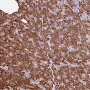Merck Anti-RALBP1 antibody produced in rabbit