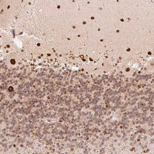 Merck Anti-GPR139 antibody produced in rabbit