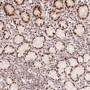 Merck Anti-MECOM antibody produced in rabbit