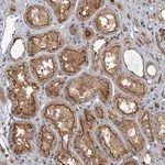 Merck Anti-PSMG2 antibody produced in rabbit