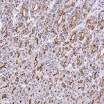 Merck Anti-PIGU antibody produced in rabbit