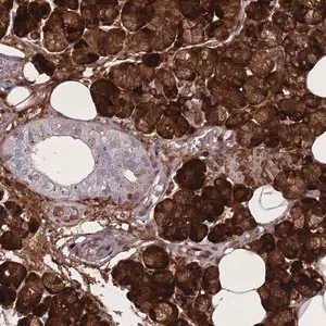 Merck Anti-PAIP2B antibody produced in rabbit