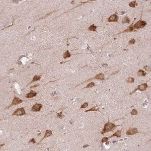 Merck Anti-COX18 antibody produced in rabbit
