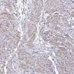 Merck Anti-MYL6 antibody produced in rabbit