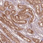 Merck Anti-NRDE2 antibody produced in rabbit
