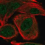 Merck Anti-COMMD5 antibody produced in rabbit