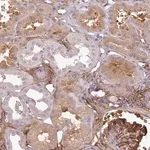 Merck Anti-PARD6G antibody produced in rabbit