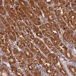 Merck Anti-OR5A2 antibody produced in rabbit