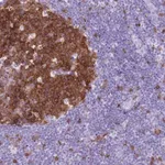 Merck Anti-SPC25 antibody produced in rabbit