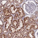 Merck Anti-MRPL22 antibody produced in rabbit