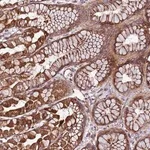 Merck Anti-TOPAZ1 antibody produced in rabbit