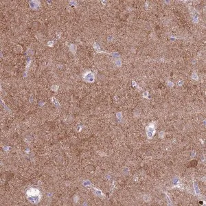 Merck Anti-PDE10A antibody produced in rabbit