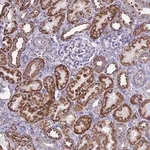 Merck Anti-RNF165 antibody produced in rabbit