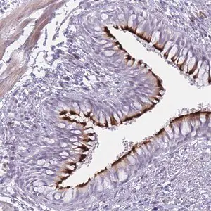 Merck Anti-IFNA6 antibody produced in rabbit