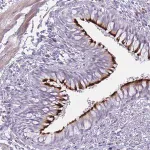 Merck Anti-IFNA6 antibody produced in rabbit