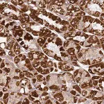 Merck Anti-TMEM200C antibody produced in rabbit