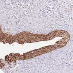 Merck Anti-CCDC149 antibody produced in rabbit