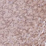 Merck Anti-ZC3H13 antibody produced in rabbit