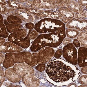 Merck Anti-SMCO3 antibody produced in rabbit