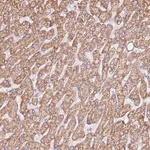 Merck Anti-ZNF584 antibody produced in rabbit