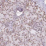 Merck Anti-EVC2 antibody produced in rabbit