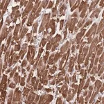 Merck Anti-TRIM3 antibody produced in rabbit