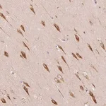 Merck Anti-TBC1D2B antibody produced in rabbit