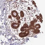 Merck Anti-ALS2CL antibody produced in rabbit