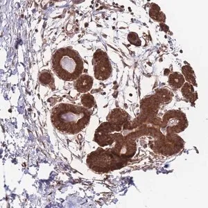 Merck Anti-ALS2CL antibody produced in rabbit