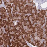 Merck Anti-AP5S1 antibody produced in rabbit