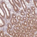 Merck Anti-ARL2BP antibody produced in rabbit