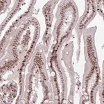 Merck Anti-SH3RF3 antibody produced in rabbit