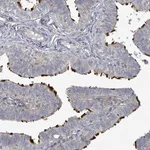 Merck Anti-CCDC173 antibody produced in rabbit