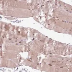 Merck Anti-FAM184B antibody produced in rabbit