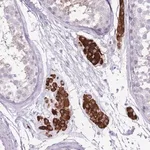 Merck Anti-ERICH4 antibody produced in rabbit