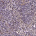 Merck Anti-KIAA0922 antibody produced in rabbit