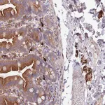 Merck Anti-NLRP6 antibody produced in rabbit