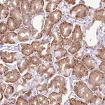 Merck Anti-AAR2 antibody produced in rabbit