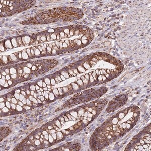 Merck Anti-VPS16 antibody produced in rabbit