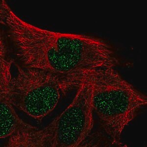 Merck Anti-IQCD antibody produced in rabbit