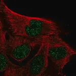 Merck Anti-IQCD antibody produced in rabbit